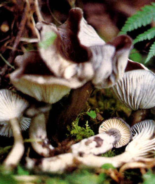 Hygrophorus camarophyllus (Fr.) Dumee